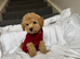 Toy poodle one male