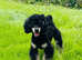 Introducing our KC Champion Bloodline, Black & Tan, Phantom Toy Poodle available for stud services.