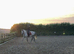 Selection of horses available