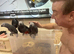 African grey baby&rsquo;s