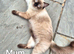 Two Ragdoll kittens