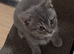 British Shorthair X Ragdoll Kitten
