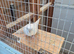 All white cockatiel