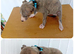 Stunning Whippet Puppies