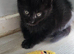 2 beautiful sister Maine coon x British shorthair