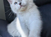 Reduced TICA EU champion line ragdoll kitten