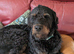Rottweiler / Rottidoodle