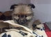 Teacup Pomeranian female
