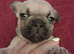 BEAUTIFUL KC FRENCH BULLDOG PUPPIES