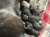 Beautiful rare colour cane Corso puppies. Protection and family dogs