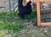 Pair of black booted bantam