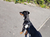 Due to work committments I am sadly looking to re-home my beautiful dorberman lola..!! Lola is 5 and a half months old..!!