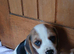 Beagle puppies