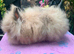 Lionhead Bunnies
