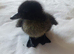 Cayuga Duck & Cherry Valley Duck Hatching Eggs