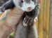 Ferret kits