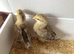 Cream Crested Legbar female chicks available