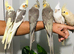 Beautiful baby hand tamed & untamed cockatiels for sale.