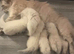 5 Ragdoll kittens - 3 boys and 1 girl