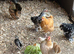 Bantam hens