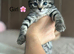 5 Beautiful Bengals