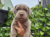 QUALITY ATHLETIC MASTIFF PUPS