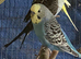 4 budgies for sale
