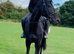 Black beauty / fantastic hacker ( has been seen to windsuck) controlled with a collar