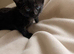 Sweet solid black female kitten – available to reserve