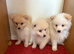 Pomeranian puppies