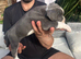 Beautiful Old English Bulldogge f2 puppies
