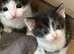Kittens