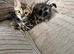 TICA bengal kittens available