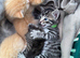 BEAUTIFUL KITTENS TO RESERVE