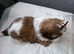 Shih Tzu Puppies