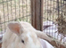 Peanut butter the bunny