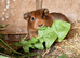 Baby Guinea pigs, ip3