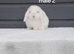Purebred mini lop rabbits