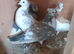 Pigeons for sale