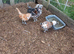 Beautiful Tolbunt pair plus Chamois