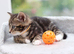 2 Beautiful Tabby Kittens