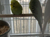 Budgies albinos litino handtame breeding pairs etc