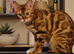 bengal girl