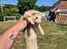 Ferrets for sale