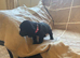 Cocker spaniel Cross show type cocker Spaniel puppies