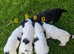 Working sprocker spaniel puppies