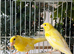 Pair of stunning German roller canarys