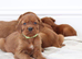 Quality Irish Setter puppies