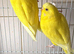 Male&Female budgies