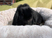Mini lop female